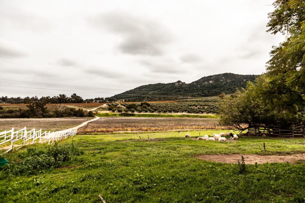 Ayama Wine Farm - Manor House Bed & Breakfast เวลลิงตัน ภายนอก รูปภาพ
